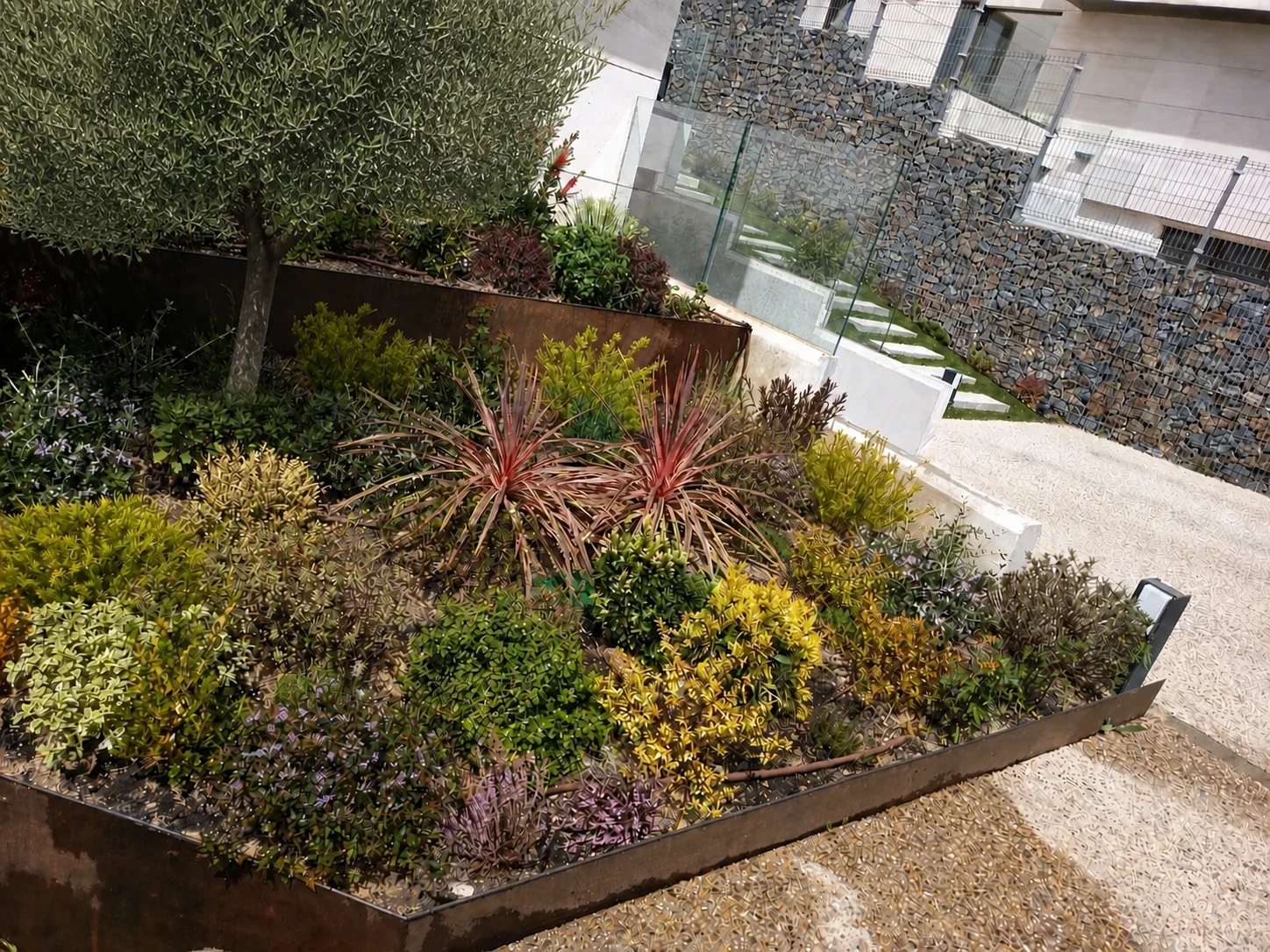 Plantación evolucionada y olivo en copa en parterres elevados de acero corten