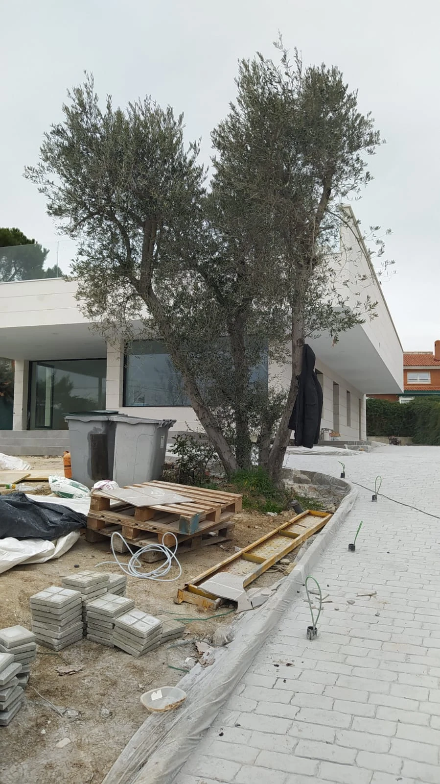 Zona de obra alrededor del olivo antes de crear el parterre