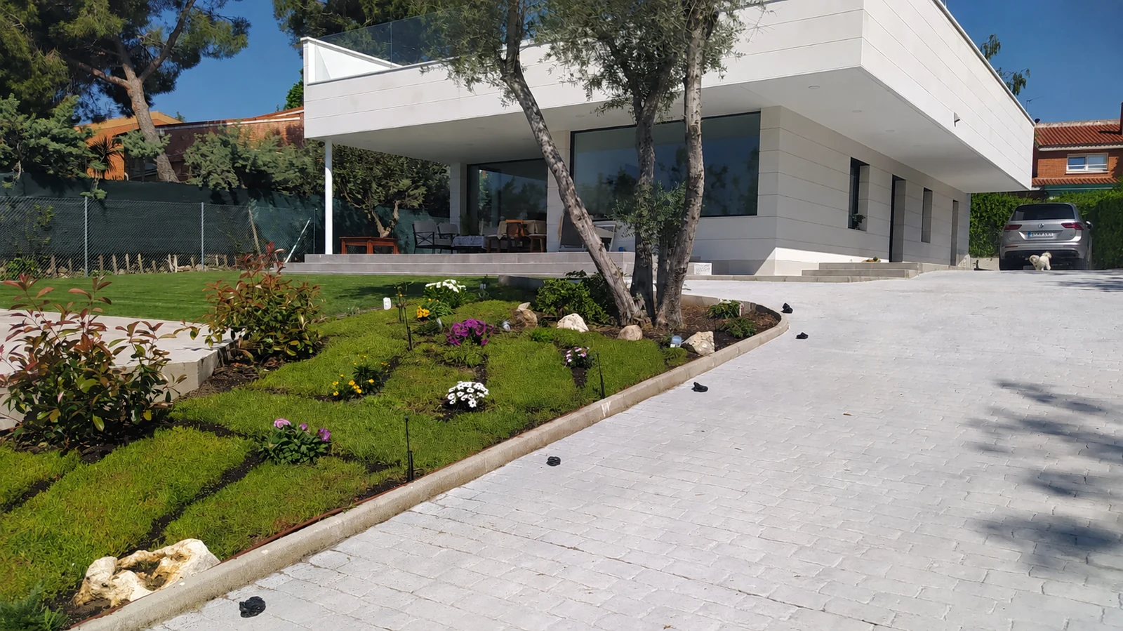 Parterre terminado alrededor del olivo con tapizantes, arbustos y plantas de flor