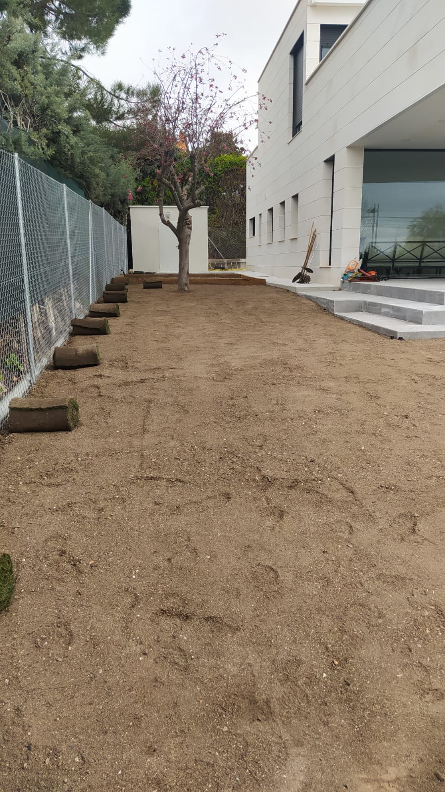 Terreno desnudo alrededor del árbol antes de colocar el césped